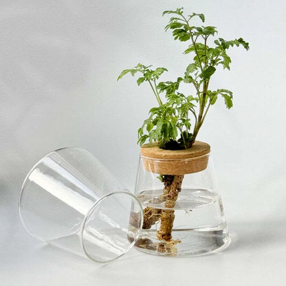 Mini Hydroponic Glass Pots