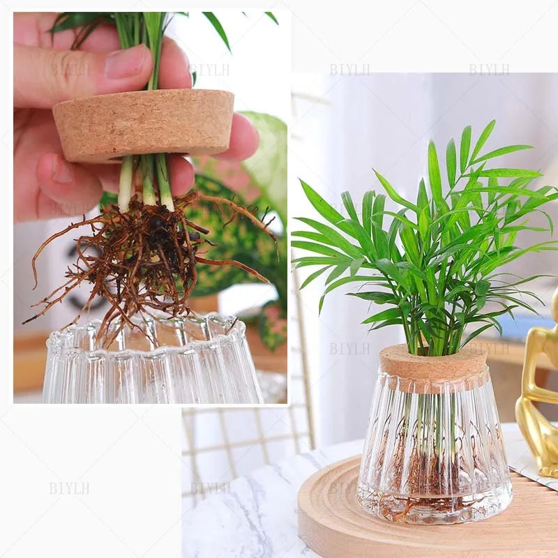 Mini Hydroponic Glass Pots