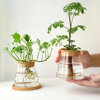 Mini Hydroponic Glass Pots