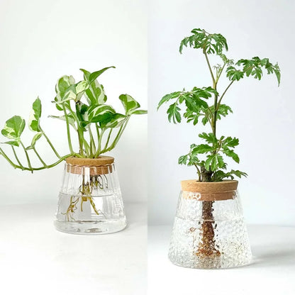 Mini Hydroponic Glass Pots